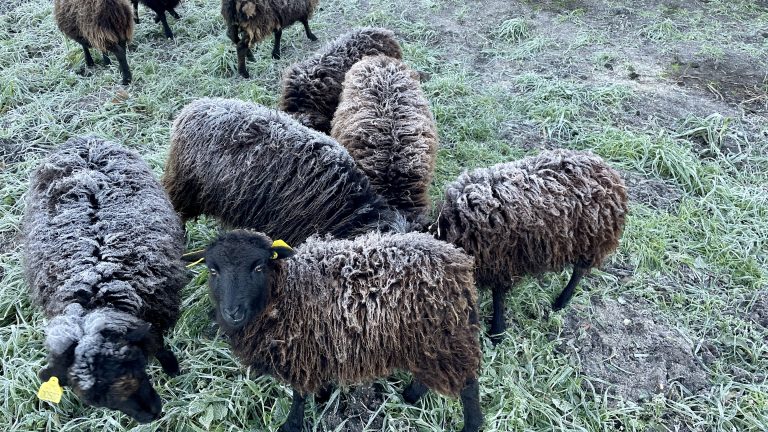 L’arrivée des moutons d’Ouessant