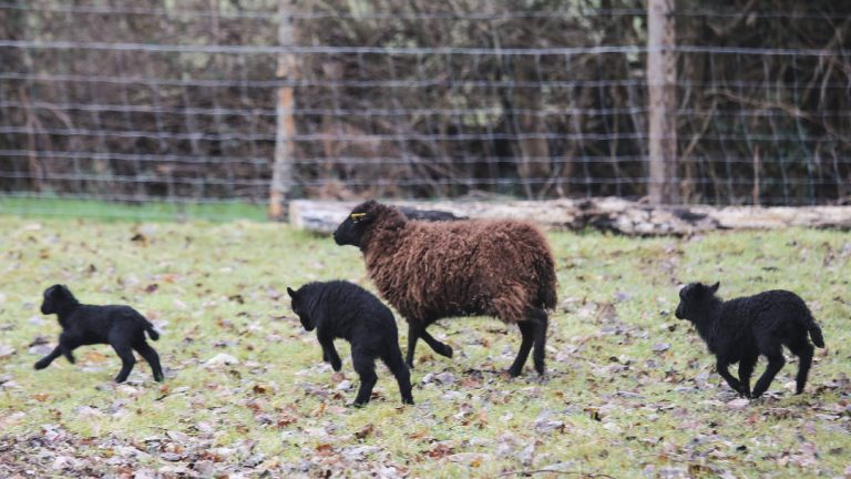 Le mouton d&rsquo;Ouessant