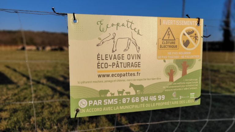 Les moutons écologiques : des alliés pour préserver notre environnement