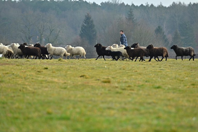 Quels sont les besoins d’un mouton ?