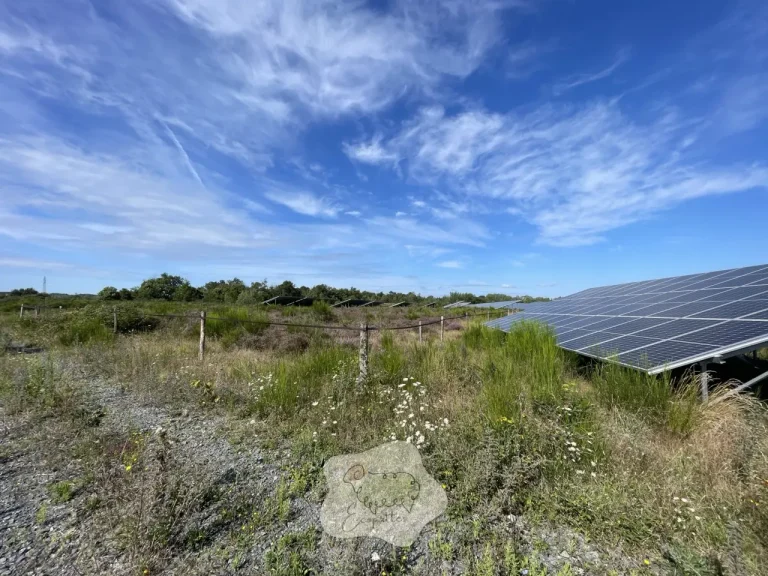 Agrivoltaïsme : quand l’énergie solaire partage la parcelle… sans voler l’agriculture