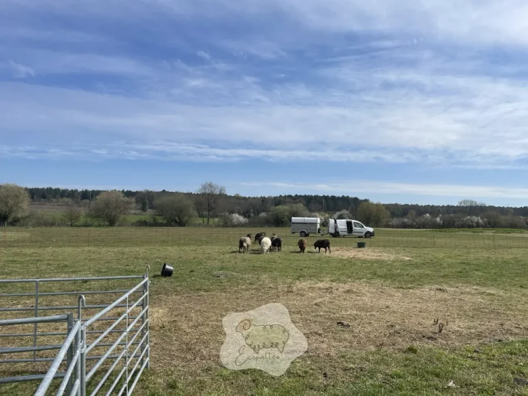 Herbe trop haute au départ : la méthode simple pour reprendre la main (sans abîmer la parcelle)