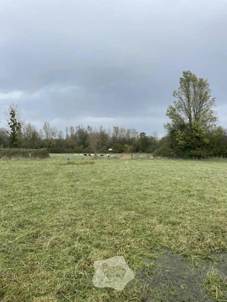 Bassin d’orage : le “faux parc” qui change toutes les règles en éco-pâturage