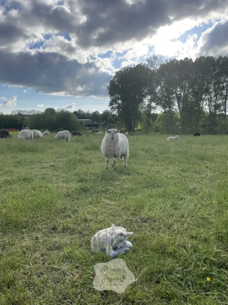 Sous-pâturage : quand le surplus d’herbe devient un vrai problème