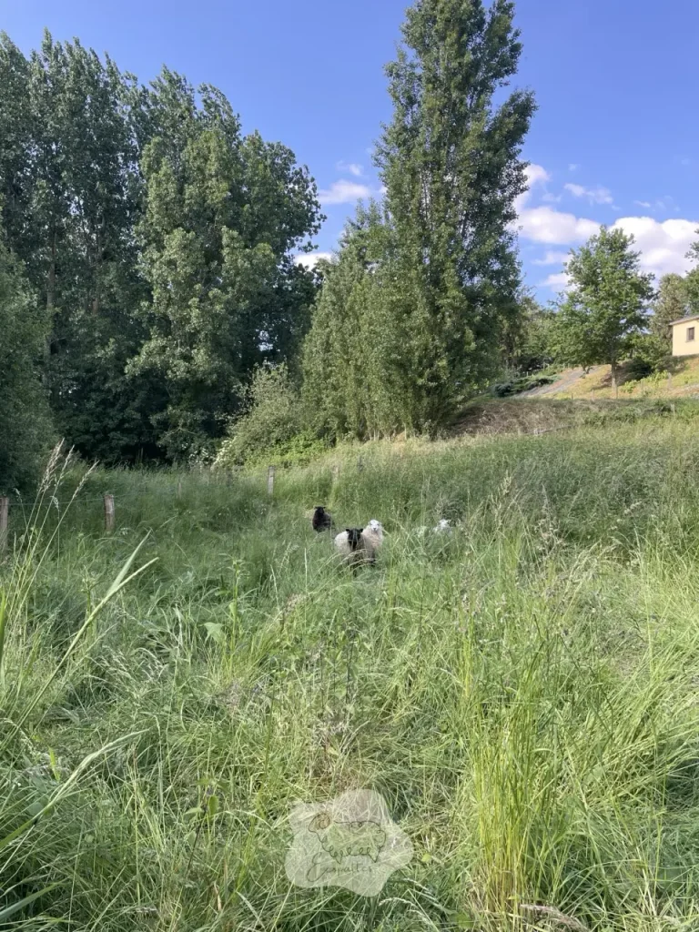 brebis-paturage-haut-ecopattes