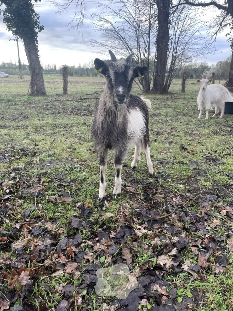 chevre-des-fosses-surpaturage