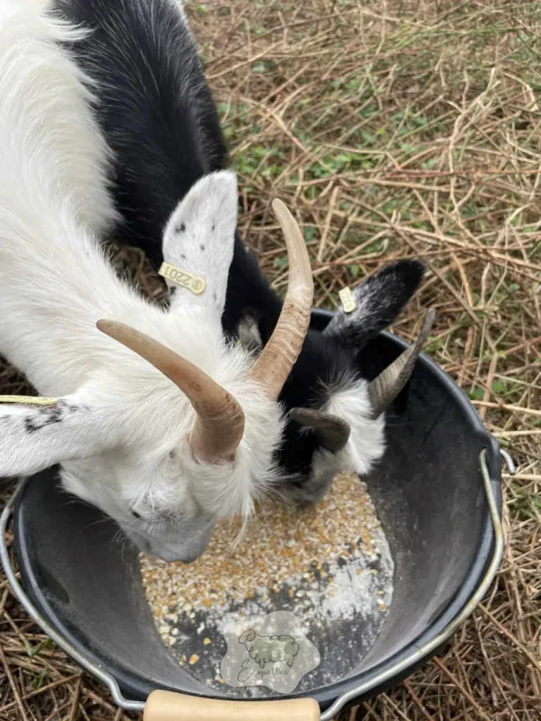 Chèvre ou mouton : le choix qui fait réussir… ou plomber un éco-pâturage