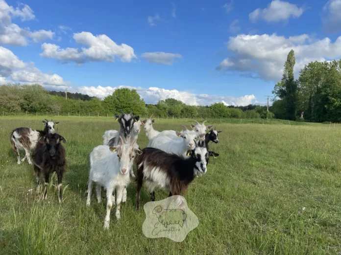 chevres-des-fosses-curieuses-ecopattes chevres-des-fosses-curieuses-ecopattes