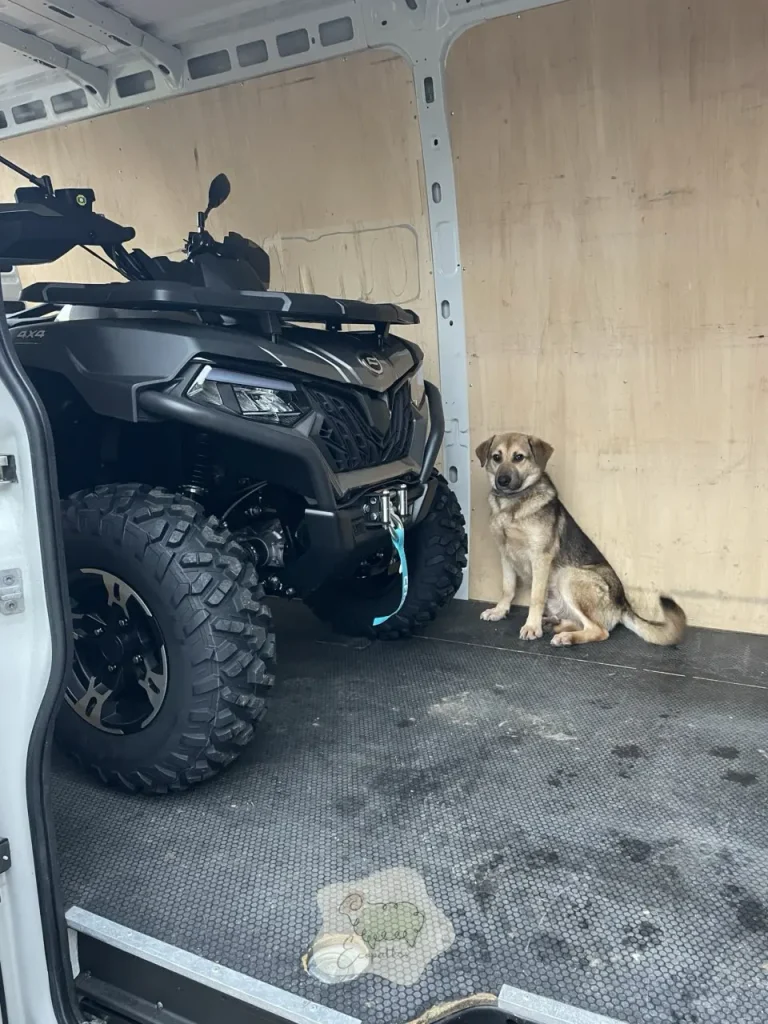 Chien de troupeau en éco-pâturage : l’allié invisible qui peut sauver… ou casser un projet