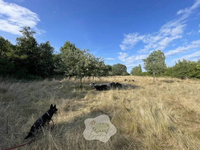 chien-travail-troupeau-moutons-ecopattes chien-travail-troupeau-moutons-ecopattes