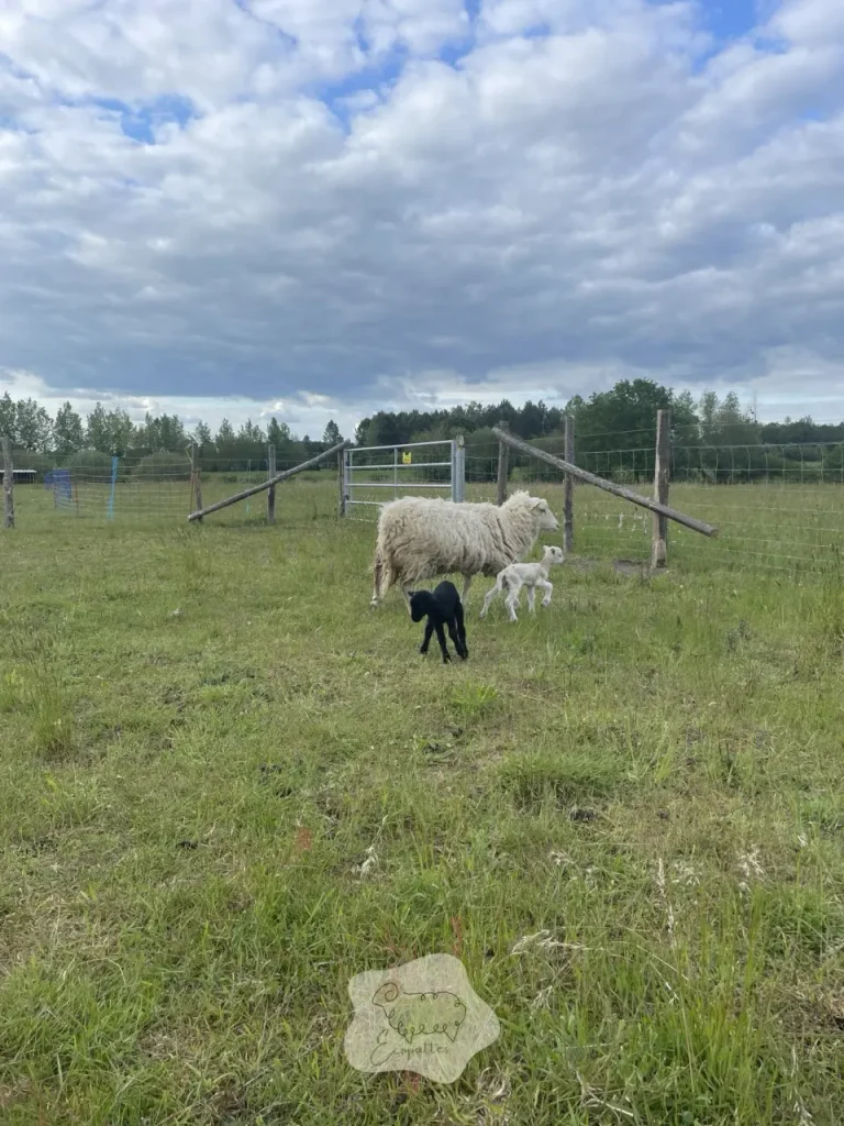 Clôture neuve… pourtant les animaux fuguent : les 8 causes les plus fréquentes (et comment arrêter l’hémorragie)