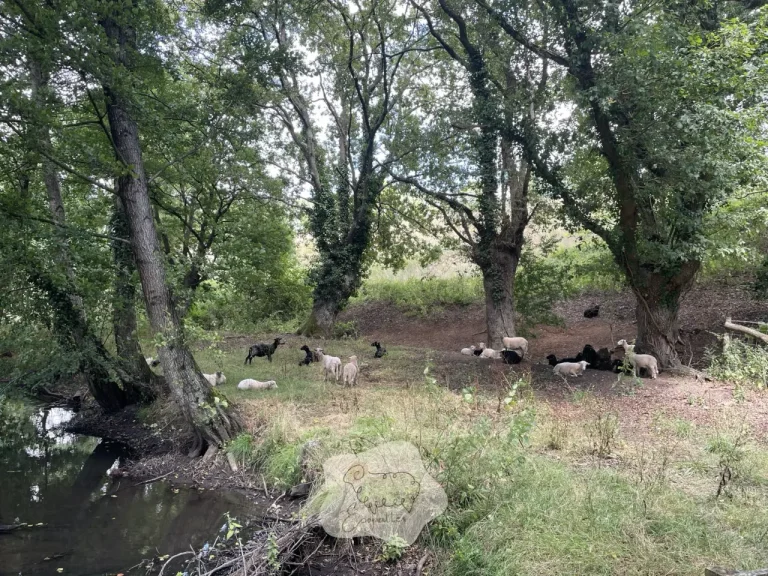 Acheter des moutons et embaucher un berger : bonne ou fausse bonne idée pour une collectivité ?