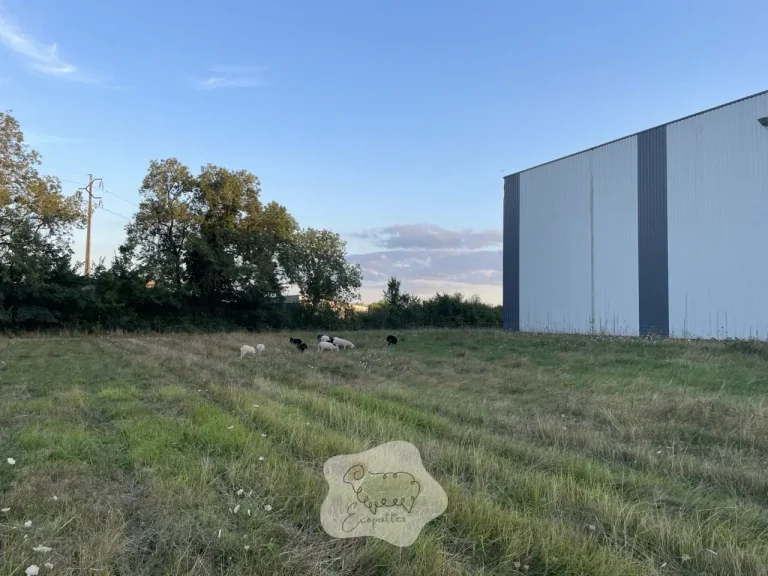 Le minimum indispensable pour lancer un projet d’éco-pâturage (sans se raconter d’histoires)