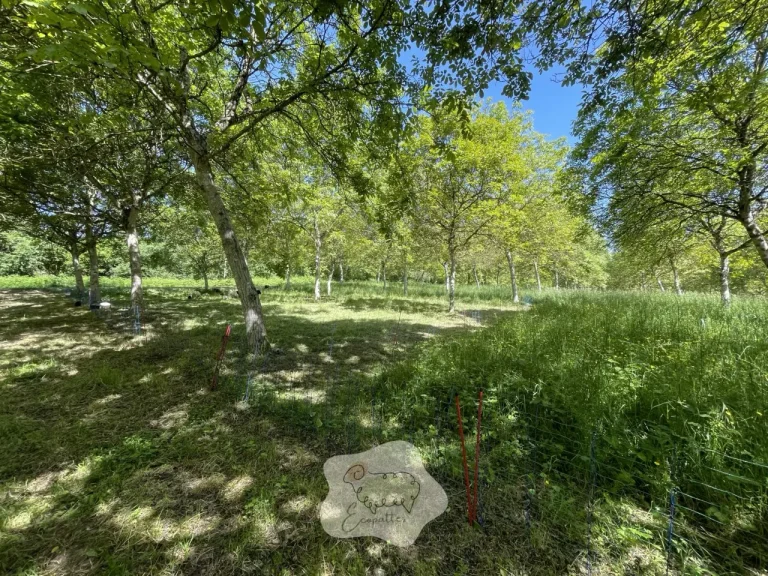 Quand l’herbe ne suffit plus… que faire ? Notre méthode pour agir sans paniquer