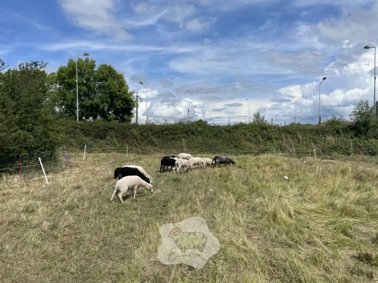 Landes de Bretagne : le “petit mouton” qui tient dehors… et la règle n°1 pour que ça marche vraiment