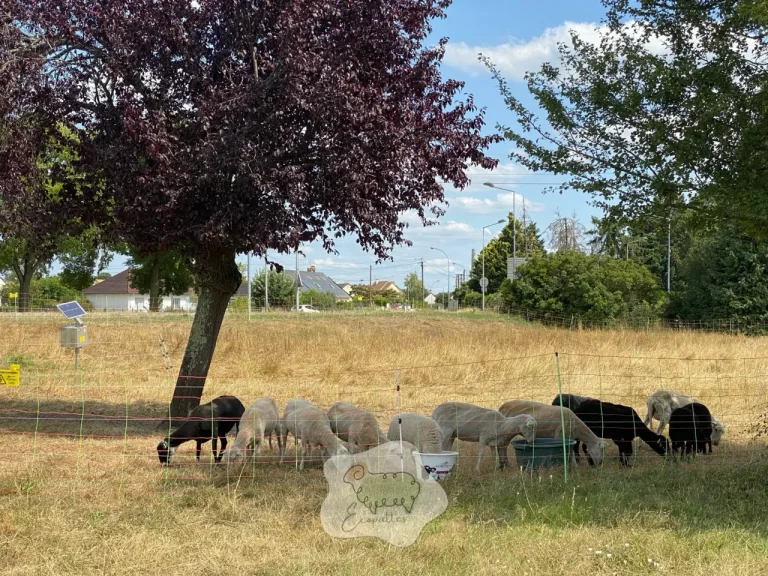 Myiases : le cauchemar “silencieux” des moutons (et pourquoi ça tourne mal plus vite qu’on ne croit)