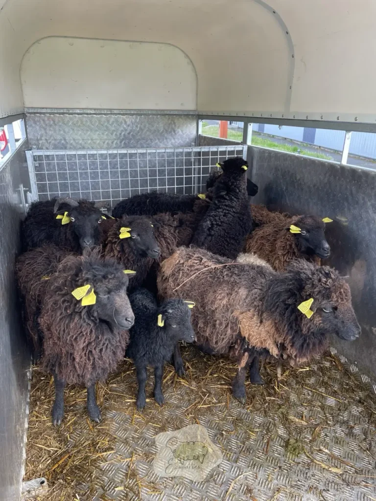 Les moutons attirent-ils les rats ? Ce que l’éco-pâturage change vraiment côté “nuisibles”