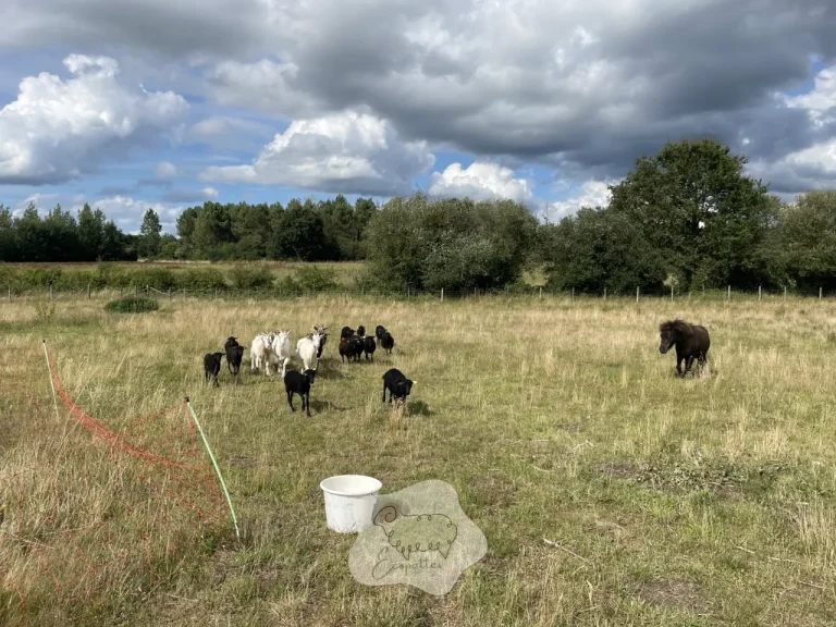 Mouton d’Ouessant : le petit format qui rassure… et les vraies règles qui font que ça marche