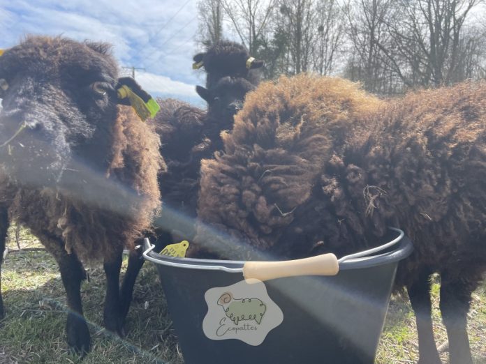 ouessant-seau-grains-ecopattes ouessant-seau-grains-ecopattes