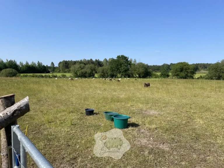 Piétin : la boiterie qui s’installe en silence… et qui peut ruiner un troupeau si on laisse traîner