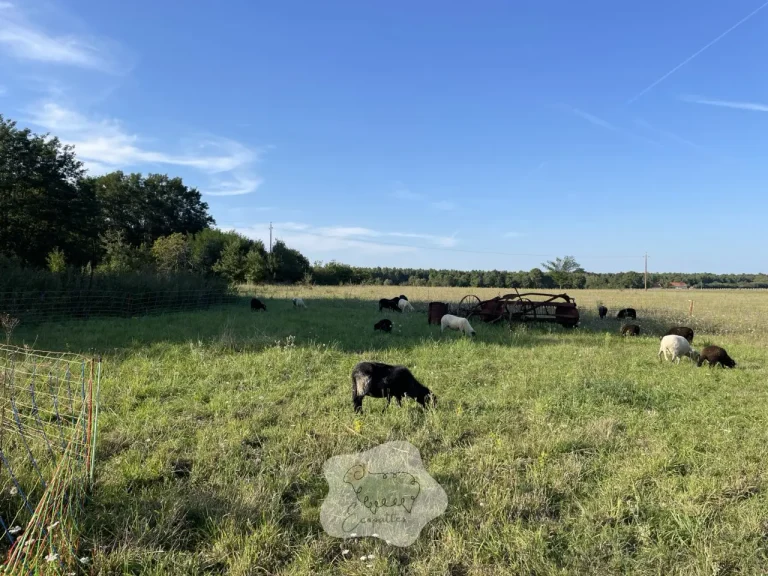 Éco-pâturage en été : les enjeux qui font la différence entre un projet serein… et un projet qui fatigue