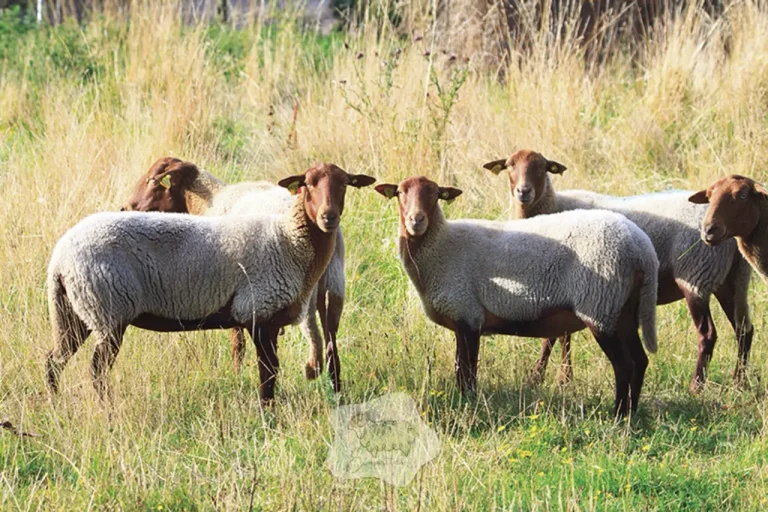 Solognote : la brebis “brune” qui encaisse… et les vraies règles pour que ça fonctionne en éco-pâturage