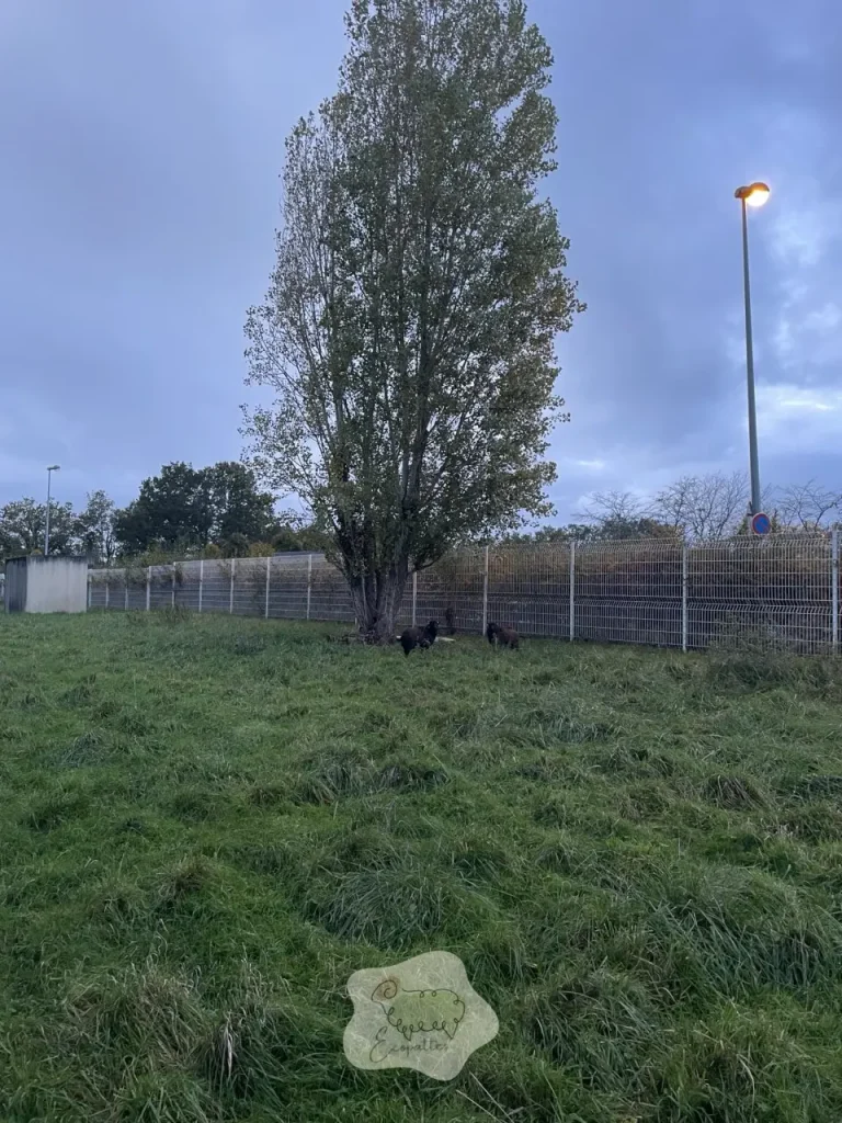 Éco-pâturage en STEP / station d’épuration : excellente idée… ou terrain à risques ?