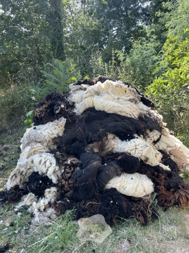 Tonte des moutons : ce qu’on peut “repousser”… jusqu’au jour où ça tourne mal (en éco-pâturage)