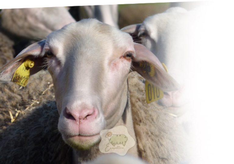 Lacaune : la brebis “lait” la plus connue… mais aussi une vraie race de terrain (si on la conduit bien)