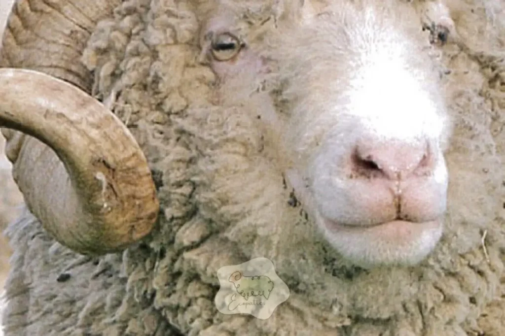 tete-race-merinos-darles-ecopattes