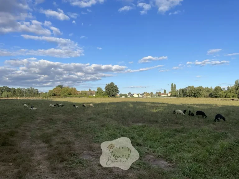 Tonte différenciée : arrêter de tondre “au même niveau partout”… et commencer à piloter un lieu vivant