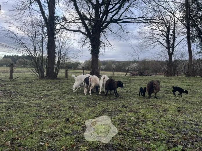troupeau-chevres-des-fosses-surpaturage troupeau-chevres-des-fosses-surpaturage