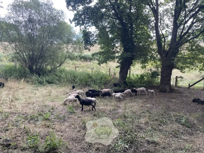 troupeau-sous-arbre-mouton-ecopaturage-ecopattes troupeau-sous-arbre-mouton-ecopaturage-ecopattes