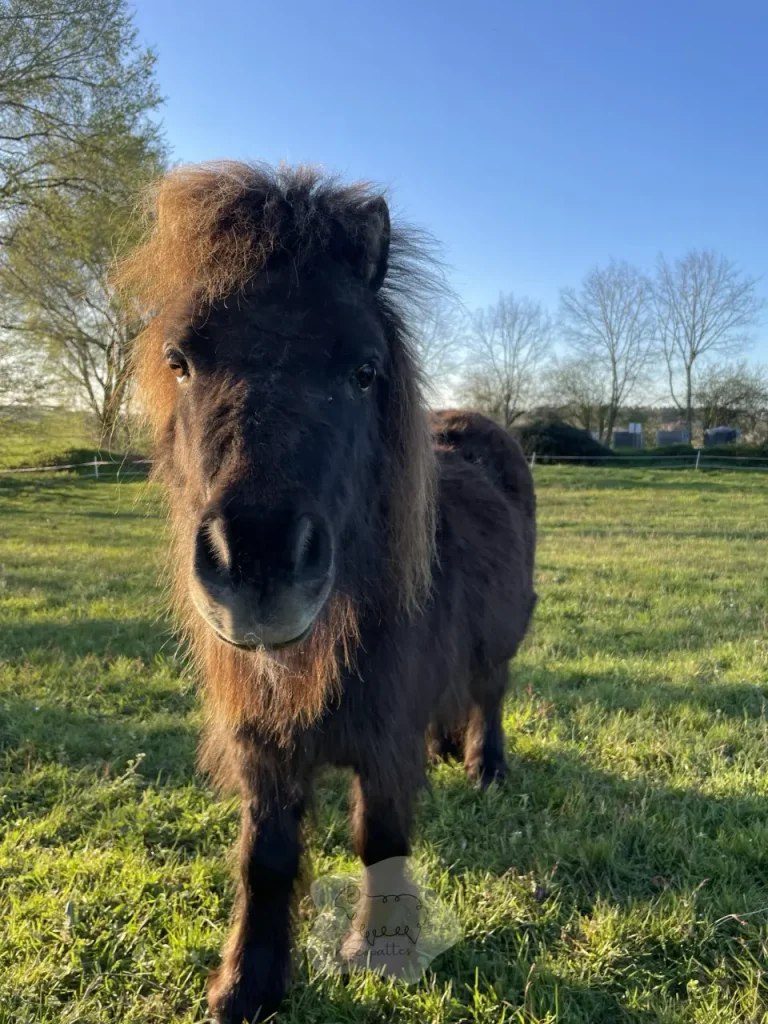 Chevaux en éco-pâturage : le piège qui “ruine” une parcelle en silence (et ça arrive plus vite qu’on ne croit)