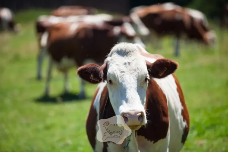 Bovin rustique : ce que le mot veut dire concrètement (et pourquoi toutes les vaches ne se valent pas)