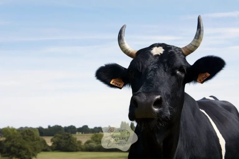 Bretonne Pie Noir : la vache de bocage qui broute là où les autres refusent