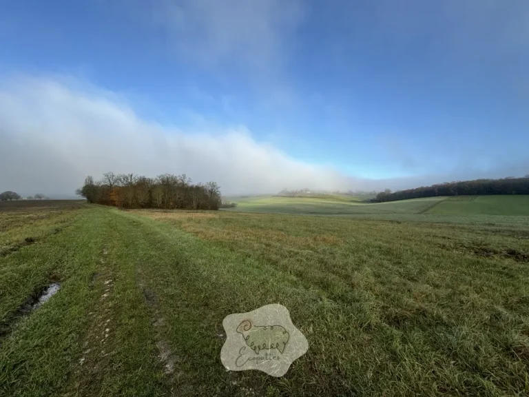 Comment les collectivités adoptent l’éco-pâturage pour entretenir leurs espaces verts ?
