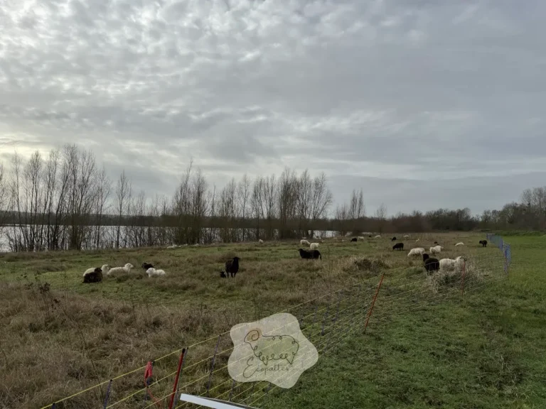 Comprendre la reproduction chez le mouton : cycle et méthodes naturelles
