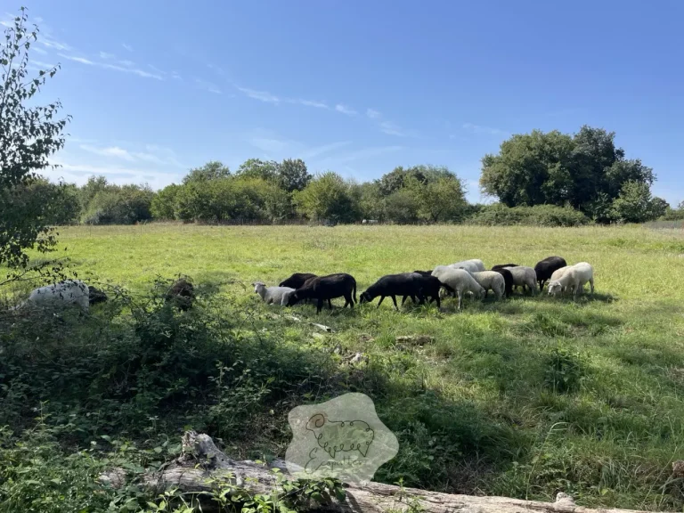 L’éco-pâturage en automne : la saison “charnière” qui peut sauver votre hiver… ou le compliquer