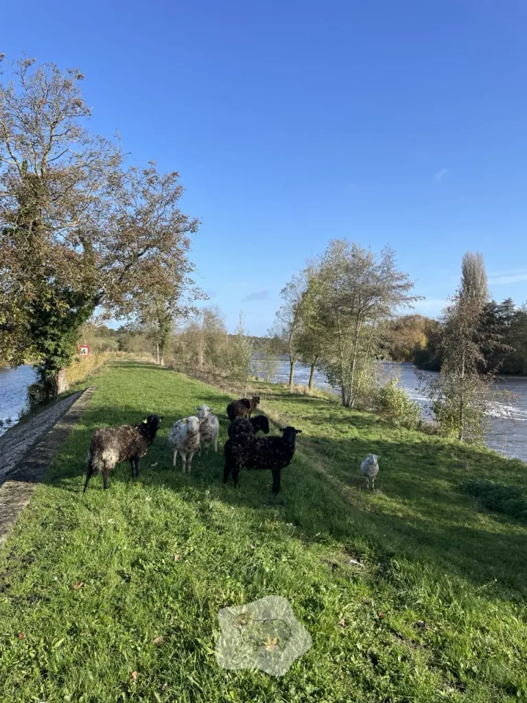 Parc de contention : le “petit enclos” qui évite les grosses galères (et protège autant l’humain que l’animal)