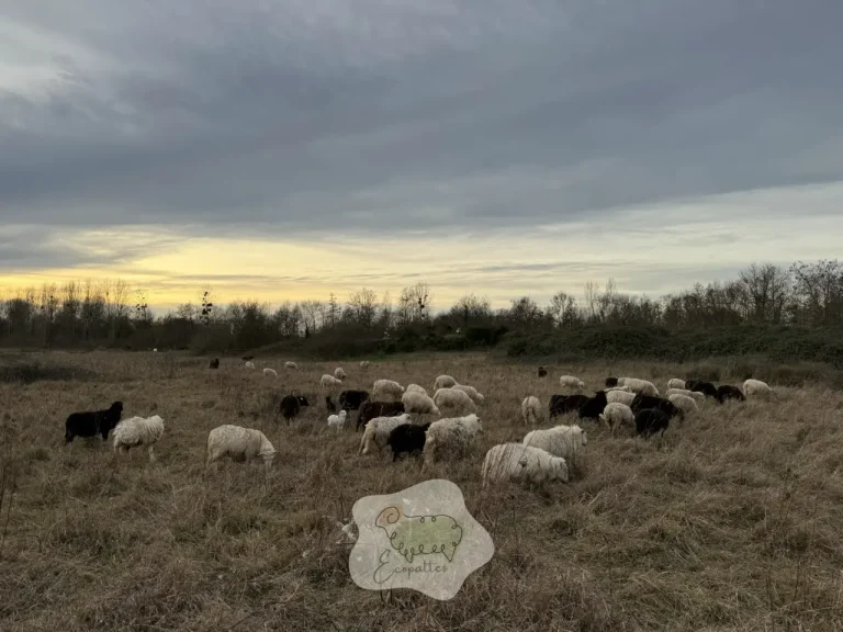 Éco-pâturage collectivité : une solution durable pour 2026