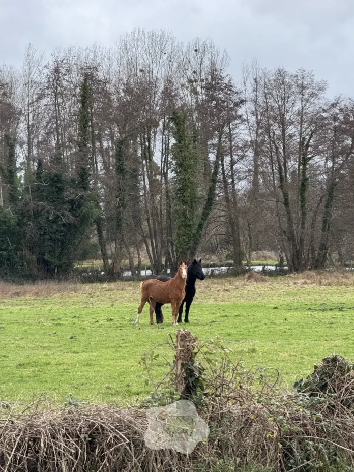 ecopaturage-equin-ecopattes ecopaturage-equin-ecopattes