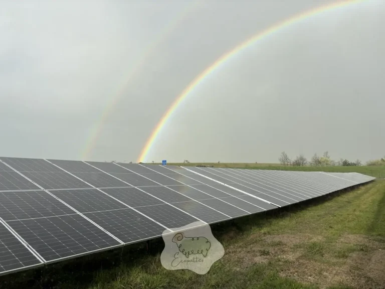 Éco-pâturage sur centrale solaire : le projet qui fait sens… à condition de ne pas l&rsquo;improviser