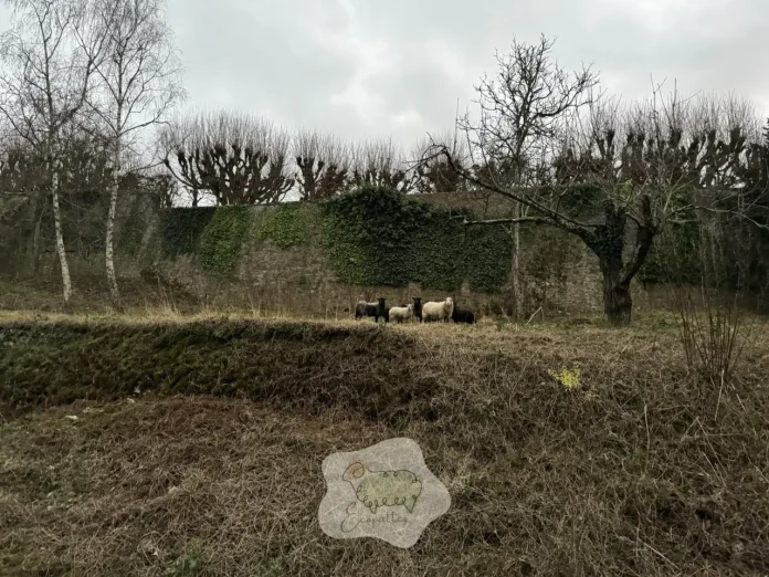 ecopaturage-pme-ecopattes ecopaturage-pme-ecopattes