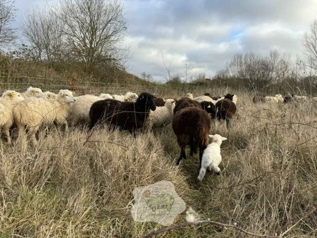 ecopaturage-solution-ideale-entreprise-ecopattes