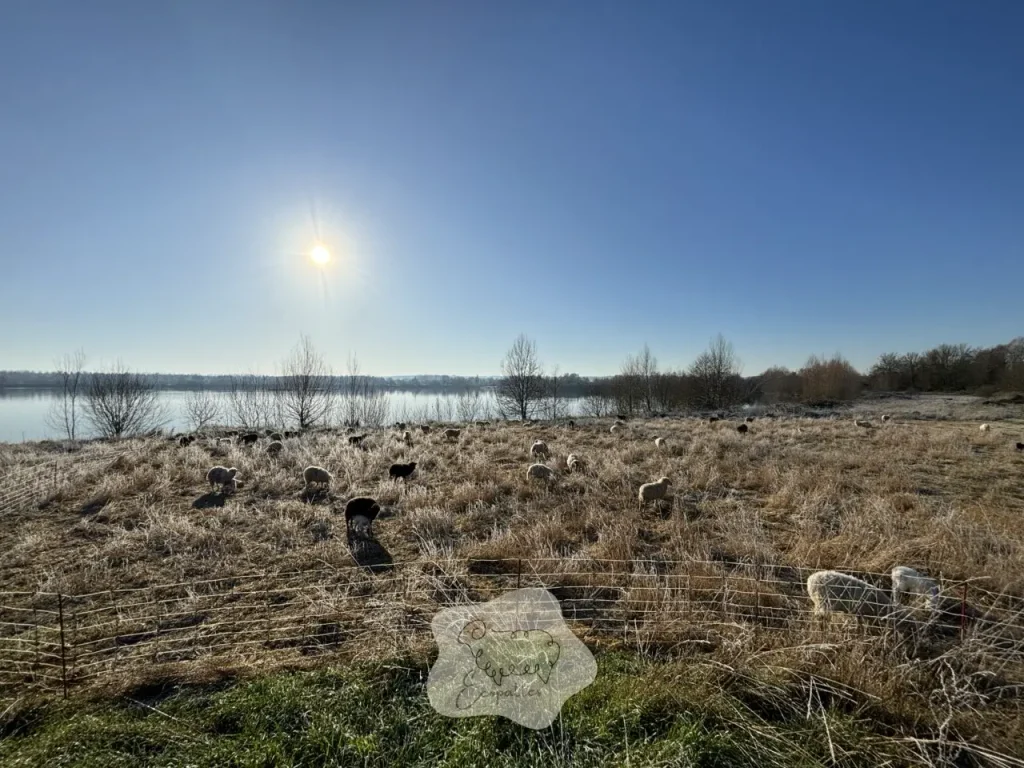 entreprise-image-verte-eco-paturage-ecopattes