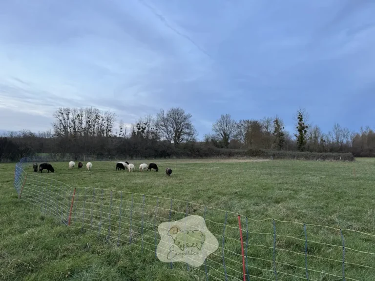 Éco-pâturage en entreprise pour un entretien durable des espaces verts et un engagement fort