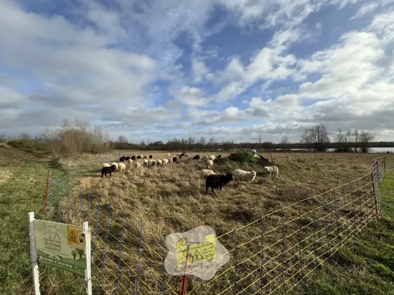 Éco-pâturage en entreprise, comment allier entretien des espaces verts et développement durable