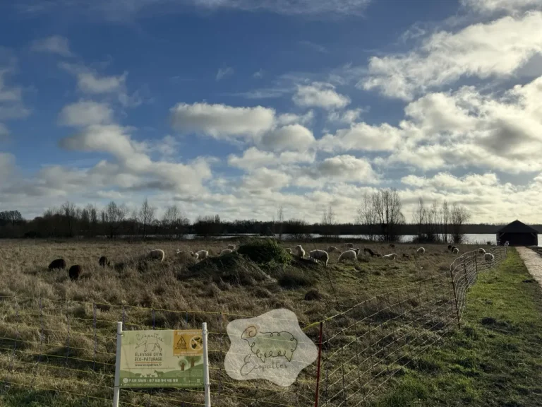 Éco-pâturage collectivité, une alternative écologique pour 2026