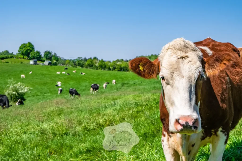 pietinement-bovin-eco-paturage-ecopattes